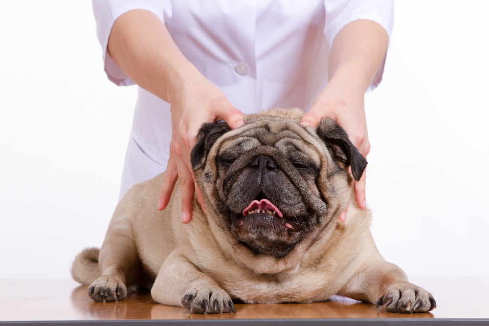 How to Massage a Dog with Arthritis